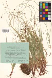 Carex oxyandra (Franch. & Sav.) Kudô, Siberia, Russian Far East (S6) (Russia)