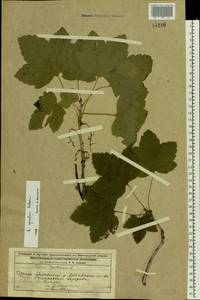 Ribes spicatum E. Robson, Eastern Europe, Volga-Kama region (E7) (Russia)