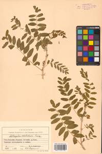Astragalus schelichowii Turcz., Siberia, Russian Far East (S6) (Russia)