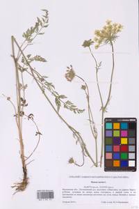 Daucus carota L., Eastern Europe, Moscow region (E4a) (Russia)