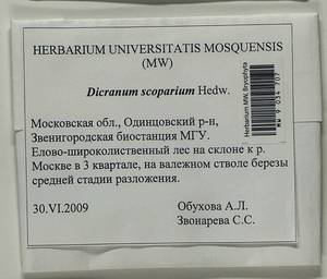 Dicranum scoparium Hedw., Bryophytes, Bryophytes - Moscow City & Moscow Oblast (B6a) (Russia)