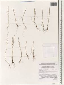 Catapodium rigidum (L.) C.E.Hubb., South Asia, South Asia (Asia outside ex-Soviet states and Mongolia) (ASIA) (Israel)