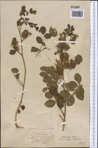 Glycyrrhiza glabra L., Middle Asia, Northern & Central Kazakhstan (M10) (Kazakhstan)