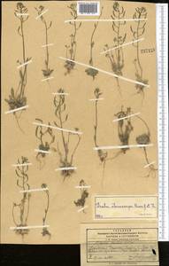 Draba stenocarpa Hook. fil. & Thomson, Middle Asia, Pamir & Pamiro-Alai (M2) (Kyrgyzstan)