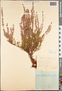 Calluna vulgaris (L.) Hull, Eastern Europe, Central forest region (E5) (Russia)