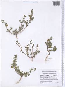 Chenopodium karoi (Murr) Aellen, Middle Asia, Northern & Central Tian Shan (M4) (Kyrgyzstan)