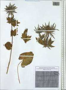 Eryngium alpinum L., Western Europe (EUR) (Switzerland)