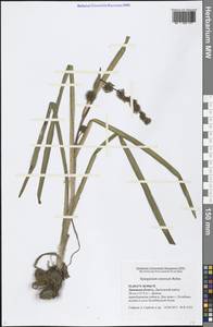 Sparganium emersum Rehmann, Eastern Europe, Central forest-and-steppe region (E6) (Russia)