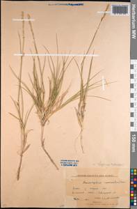 Leymus ramosus (K.Richt.) Tzvelev, Middle Asia, Northern & Central Kazakhstan (M10) (Kazakhstan)
