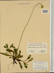 Pilosella acutifolia subsp. acutifolia, Caucasus, North Ossetia, Ingushetia & Chechnya (K1c) (Russia)