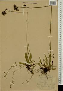 Pilosella leptophyton subsp. leptophyton, Eastern Europe, Central forest-and-steppe region (E6) (Russia)