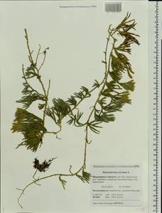 Diphasiastrum alpinum (L.) Holub, Eastern Europe, Northern region (E1) (Russia)