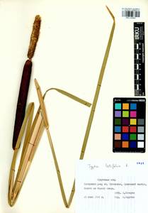 Typha angustifolia L., Siberia, Baikal & Transbaikal region (S4) (Russia)
