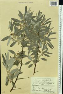 Elaeagnus angustifolia L., Eastern Europe, North Ukrainian region (E11) (Ukraine)