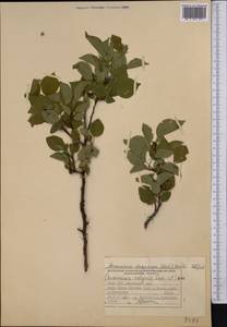 Prunus armeniaca L., Middle Asia, Northern & Central Tian Shan (M4) (Kyrgyzstan)