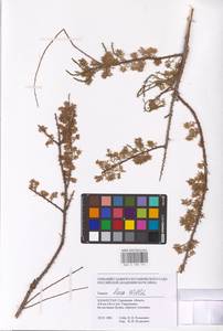 Tamarix laxa Willd., Middle Asia, Caspian Ustyurt & Northern Aralia (M8) (Kazakhstan)