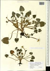 Ficaria calthifolia Rchb., Caucasus, Black Sea Shore (from Novorossiysk to Adler) (K3) (Russia)