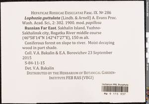 Lophozia guttulata (Lindb. & Arnell) A. Evans, Bryophytes, Bryophytes - Russian Far East (excl. Chukotka & Kamchatka) (B20) (Russia)