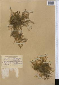 Dichodon cerastoides (L.) Rchb., Middle Asia, Western Tian Shan & Karatau (M3) (Kyrgyzstan)
