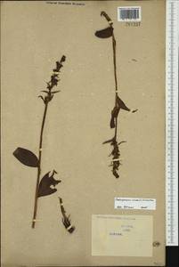 Dactylorhiza viridis (L.) R.M.Bateman, Pridgeon & M.W.Chase, Western Europe (EUR) (Serbia)