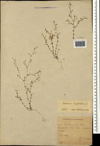Arenaria serpyllifolia L., Crimea (KRYM) (Russia)