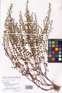 Rumex ucranicus Fisch., Eastern Europe, Central region (E4) (Russia)