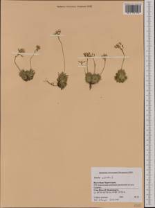 Draba aizoides L., Western Europe (EUR) (Montenegro)