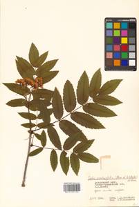 Sorbus sambucifolia (Cham. & Schltdl.) M. Roem., Siberia, Russian Far East (S6) (Russia)