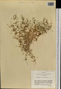 Mesostemma dichotomum (L.) Arabi, Rabeler & Zarre, Siberia, Altai & Sayany Mountains (S2) (Russia)