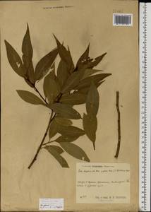 Salix × rubens Schrank, Eastern Europe, Moscow region (E4a) (Russia)