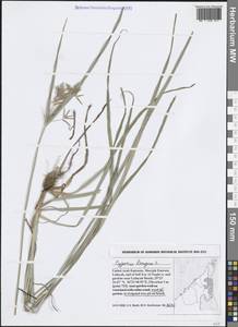 Cyperus longus L., South Asia, South Asia (Asia outside ex-Soviet states and Mongolia) (ASIA) (United Arab Emirates)