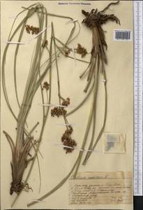 Cladium mariscus (L.) Pohl, Middle Asia, Western Tian Shan & Karatau (M3) (Kazakhstan)