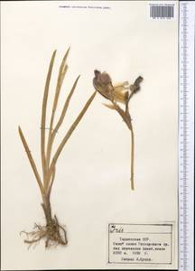 Iris, Middle Asia, Pamir & Pamiro-Alai (M2) (Tajikistan)