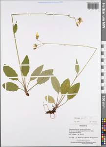 Hieracium fuscocinereum subsp. sagittatum (Lindeb.) S. Bräut., Eastern Europe, North-Western region (E2) (Russia)