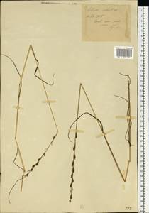 Lolium remotum Schrank, Eastern Europe, Central forest region (E5) (Russia)