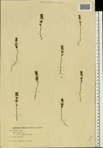 Euphrasia × vernalis List, Eastern Europe, Moscow region (E4a) (Russia)