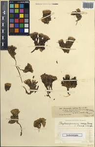 Thylacospermum caespitosum (Cambess.) Schischk., Middle Asia, Dzungarian Alatau & Tarbagatai (M5) (Kazakhstan)