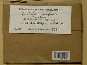 Amphidium mougeotii (Bruch & Schimp.) Schimp., Bryophytes, Bryophytes - Western Europe (BEu) (Norway)