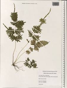 Pteris decrescens Christ, South Asia, South Asia (Asia outside ex-Soviet states and Mongolia) (ASIA) (Vietnam)