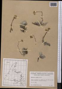 Antennaria alpina (L.) Gaertn., America (AMER) (Canada)