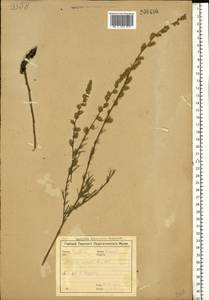 Artemisia marschalliana Spreng., Eastern Europe, Central forest-and-steppe region (E6) (Russia)