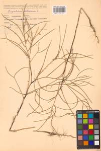 Sisymbrium altissimum L., Eastern Europe, South Ukrainian region (E12) (Ukraine)