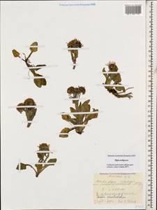 Tephroseris integrifolia subsp. primulifolia (Cufod.) Greuter, Caucasus, Stavropol Krai, Karachay-Cherkessia & Kabardino-Balkaria (K1b) (Russia)