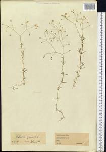 Stellaria graminea L., Eastern Europe, Western region (E3) (Russia)