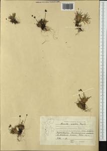 Luzula nivalis (Laest.) Spreng., Western Europe (EUR) (Svalbard and Jan Mayen)