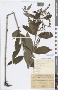 Lysimachia vulgaris L., Eastern Europe, Moscow region (E4a) (Russia)