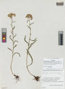 Achillea asiatica Serg., Siberia, Altai & Sayany Mountains (S2) (Russia)