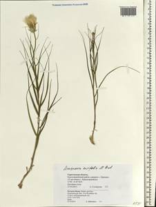 Gelasia ensifolia (M. Bieb.) Zaika, Sukhor. & N. Kilian, Eastern Europe, Lower Volga region (E9) (Russia)