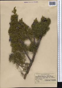 Juniperus sabina L., Middle Asia, Muyunkumy, Balkhash & Betpak-Dala (M9) (Kazakhstan)