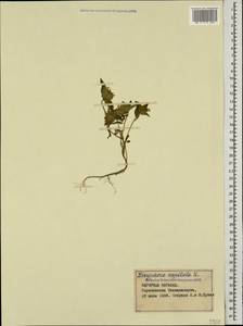 Ziziphora capitata L., Caucasus, Azerbaijan (K6) (Azerbaijan)